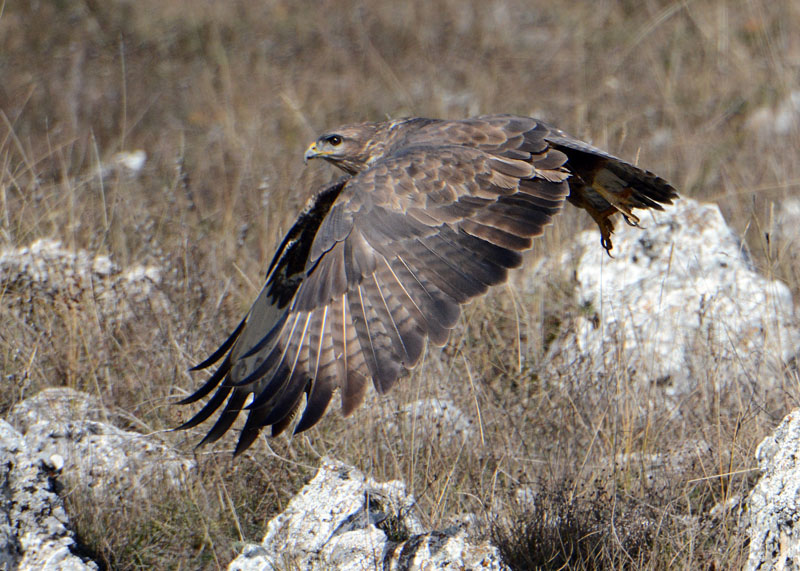 Poiana, Buteo buteo